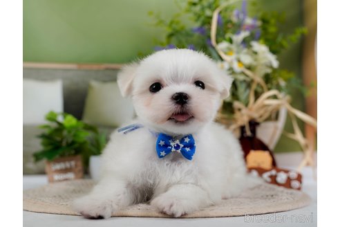 成約済の神奈川県のマルチーズ-304135の7枚目