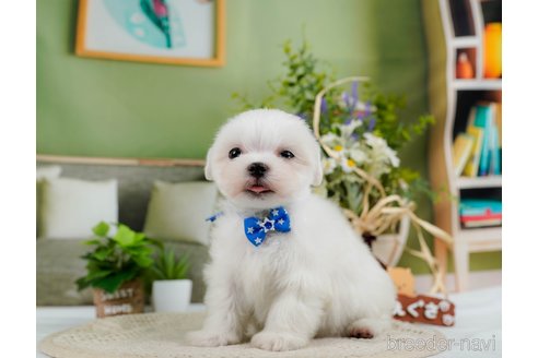 成約済の神奈川県のマルチーズ-304135の8枚目