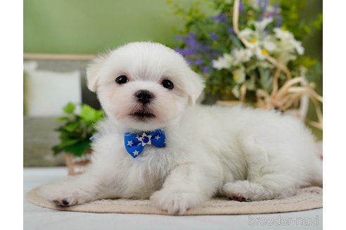 成約済の神奈川県のマルチーズ-304135の10枚目