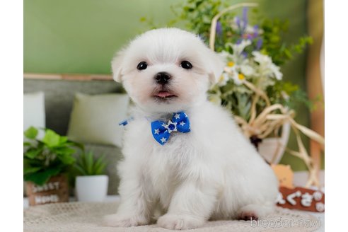 成約済の神奈川県のマルチーズ-304135