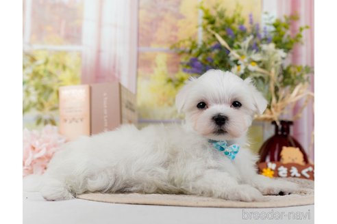 成約済の神奈川県のマルチーズ-304136の9枚目