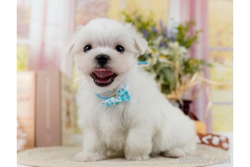 成約済の神奈川県のマルチーズ-304136の10枚目