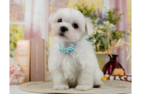 成約済の神奈川県のマルチーズ-304136の11枚目