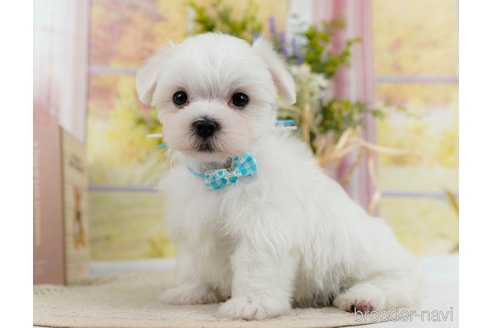 成約済の神奈川県のマルチーズ-304136の6枚目