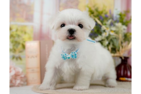 成約済の神奈川県のマルチーズ-304136