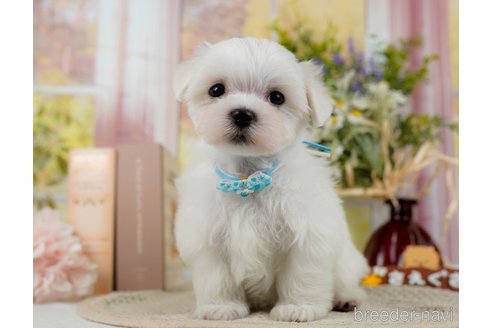 成約済の神奈川県のマルチーズ-304136の7枚目