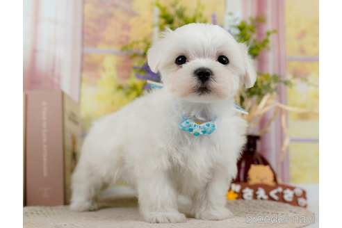 成約済の神奈川県のマルチーズ-304136の8枚目