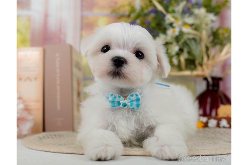 成約済の神奈川県のマルチーズ-304136の3枚目