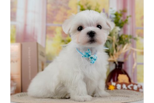 成約済の神奈川県のマルチーズ-304136の4枚目