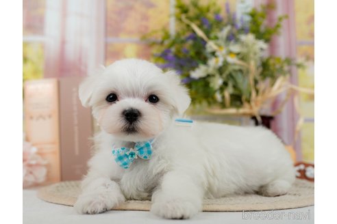 成約済の神奈川県のマルチーズ-304136の5枚目