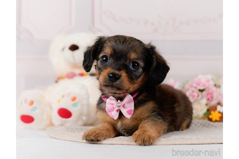 成約済の神奈川県のチワックス:チワワ×ミニチュアダックスフンド-304137の7枚目