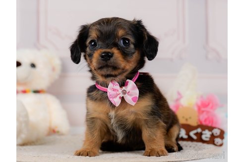 成約済の神奈川県のチワックス:チワワ×ミニチュアダックスフンド-304137の8枚目