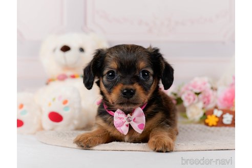 成約済の神奈川県のチワックス:チワワ×ミニチュアダックスフンド-304137の9枚目