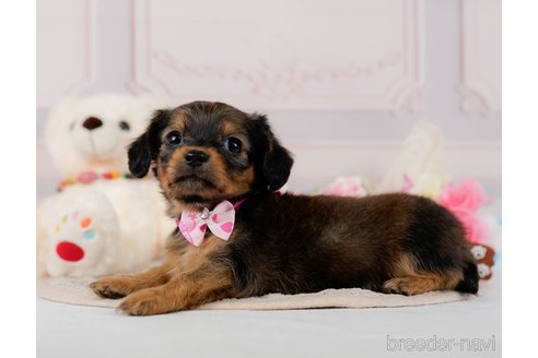 成約済の神奈川県のチワックス:チワワ×ミニチュアダックスフンド-304137の10枚目