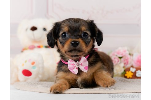 成約済の神奈川県のチワックス:チワワ×ミニチュアダックスフンド-304137の1枚目