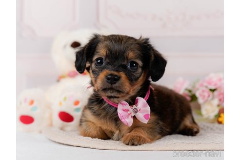 成約済の神奈川県のチワックス:チワワ×ミニチュアダックスフンド-304137の3枚目