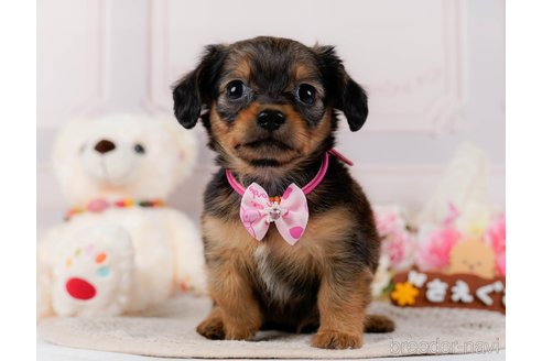 成約済の神奈川県のチワックス:チワワ×ミニチュアダックスフンド-304137の4枚目