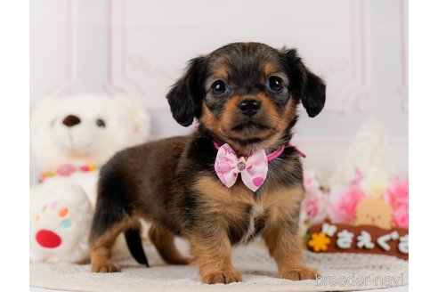 成約済の神奈川県のチワックス:チワワ×ミニチュアダックスフンド-304137の5枚目