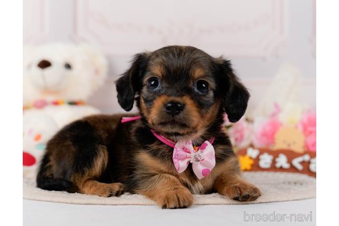 成約済の神奈川県のチワックス:チワワ×ミニチュアダックスフンド-304137の6枚目