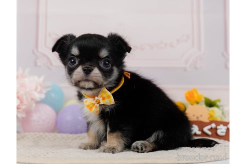 成約済の神奈川県のチワワ(ロングコート)-304139の3枚目