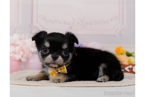 成約済の神奈川県のチワワ(ロングコート)-304139の4枚目