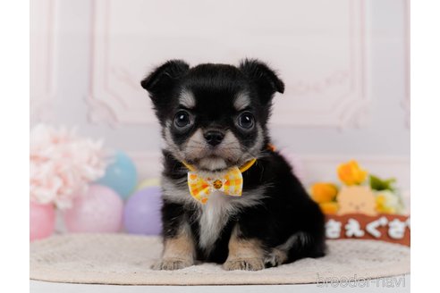 成約済の神奈川県のチワワ(ロングコート)-304139の5枚目