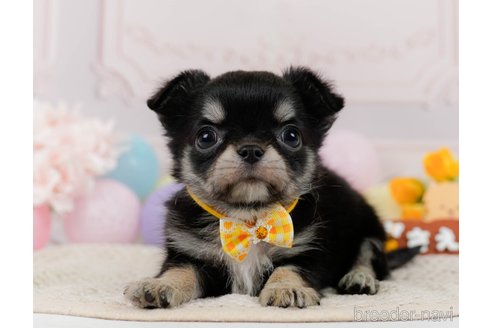 成約済の神奈川県のチワワ(ロングコート)-304139の1枚目