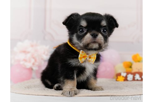 成約済の神奈川県のチワワ(ロングコート)-304139の6枚目