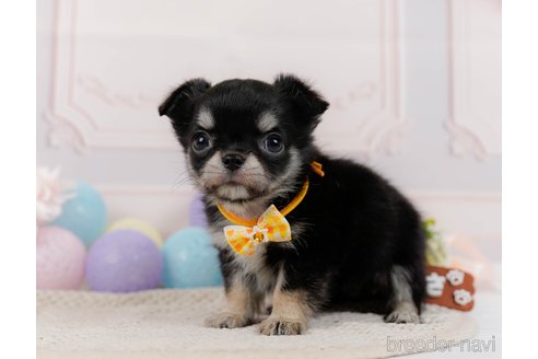 成約済の神奈川県のチワワ(ロングコート)-304139の7枚目