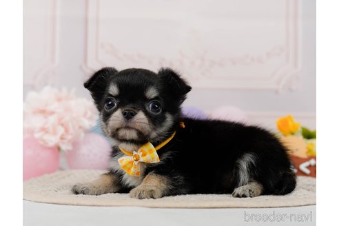 成約済の神奈川県のチワワ(ロングコート)-304139の8枚目