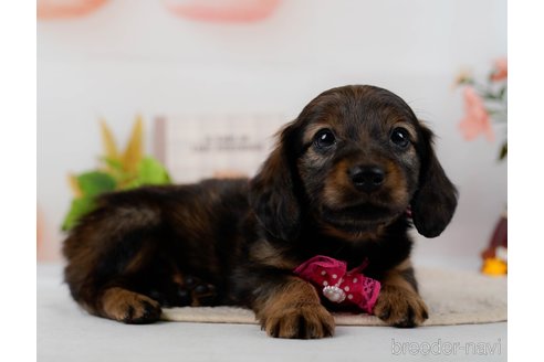 成約済の神奈川県のミニチュアダックスフンド(ロングヘアード)-304141の5枚目