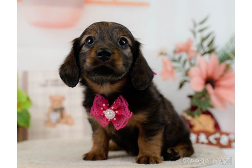 成約済の神奈川県のミニチュアダックスフンド(ロングヘアード)-304141の6枚目