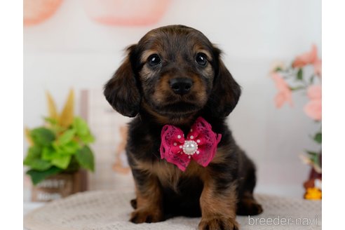 成約済の神奈川県のミニチュアダックスフンド(ロングヘアード)-304141の7枚目