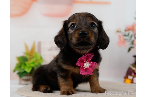 成約済の神奈川県のミニチュアダックスフンド(ロングヘアード)-304141の8枚目