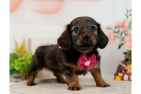 成約済の神奈川県のミニチュアダックスフンド(ロングヘアード)-304141の2枚目