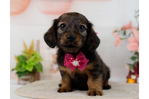 成約済の神奈川県のミニチュアダックスフンド(ロングヘアード)-304141の1枚目