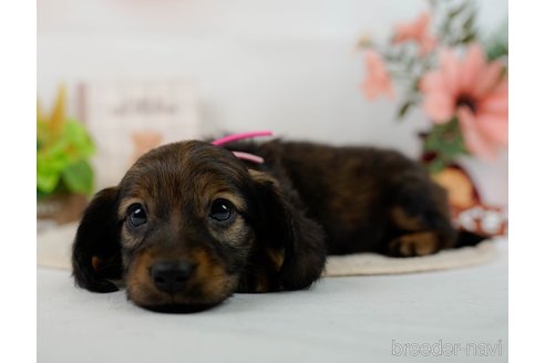 成約済の神奈川県のミニチュアダックスフンド(ロングヘアード)-304141の3枚目