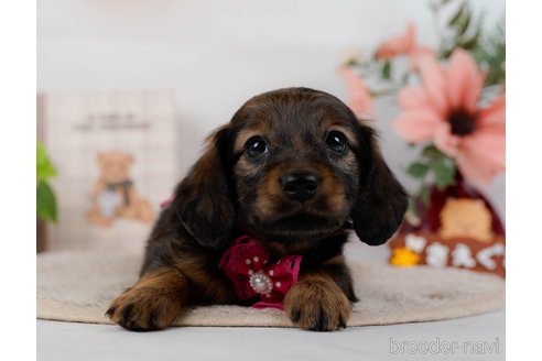 成約済の神奈川県のミニチュアダックスフンド(ロングヘアード)-304141の4枚目