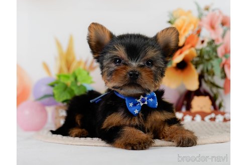 成約済の神奈川県のヨークシャーテリア-304142の8枚目