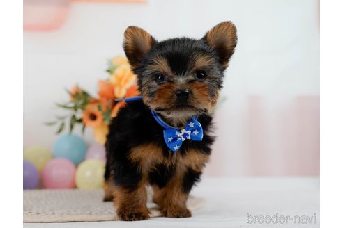 成約済の神奈川県のヨークシャーテリア-304142の9枚目