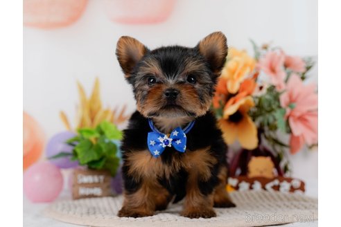 成約済の神奈川県のヨークシャーテリア-304142の4枚目