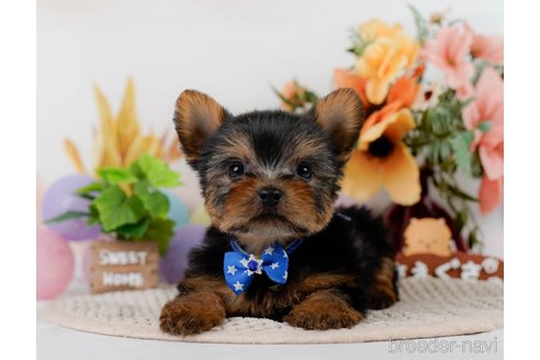 成約済の神奈川県のヨークシャーテリア-304142の1枚目