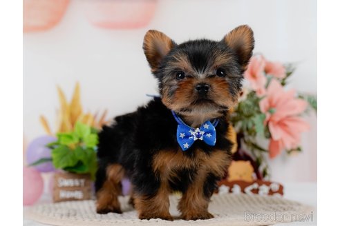 成約済の神奈川県のヨークシャーテリア-304142の5枚目