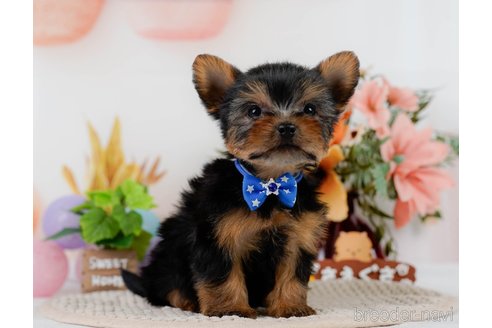 成約済の神奈川県のヨークシャーテリア-304142の6枚目