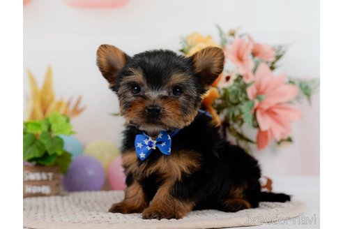 成約済の神奈川県のヨークシャーテリア-304142の7枚目