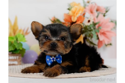 成約済の神奈川県のヨークシャーテリア-304142の3枚目