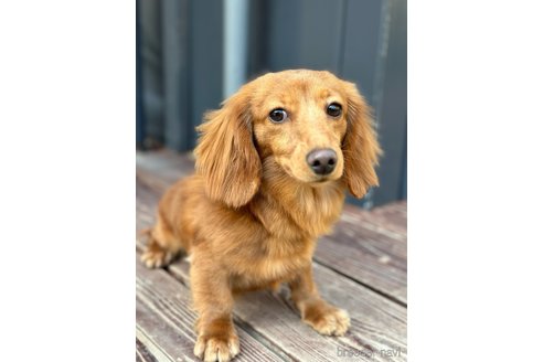 成約済の山口県のミニチュアダックスフンド(ロングヘアード)-295895の6枚目