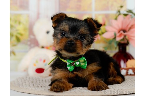 成約済の神奈川県のヨークシャーテリア-304144の12枚目