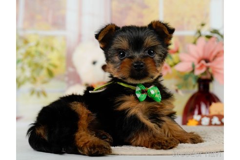 成約済の神奈川県のヨークシャーテリア-304144の13枚目