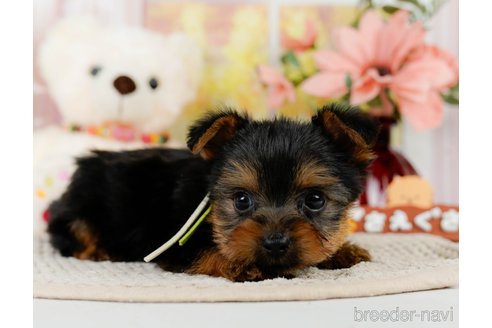 成約済の神奈川県のヨークシャーテリア-304144の7枚目